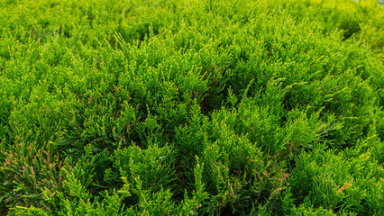 The leaves of this shrub are very much like a Christmas tree.