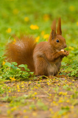 Naklejka na ściany i meble a red squirrel sits on the grass and eats a hazelnut