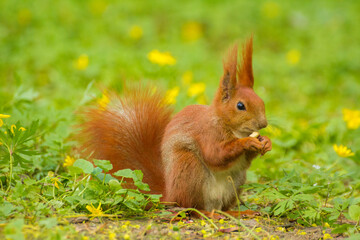Naklejka na ściany i meble a red squirrel sits on the grass and eats a hazelnut