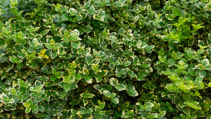 A very large shrub with beautiful leaves.