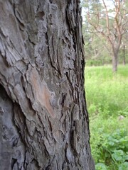 Obraz premium bark of a tree