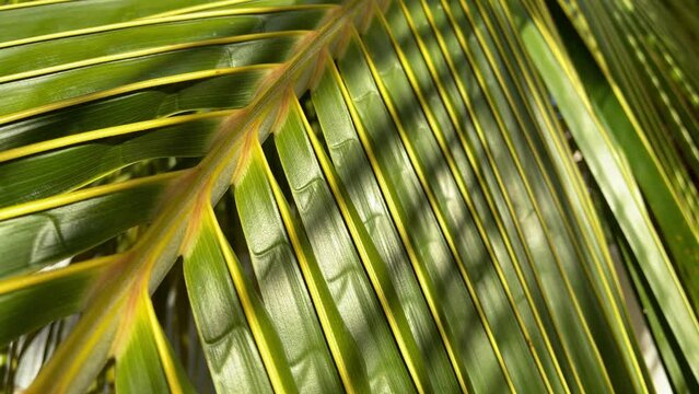 Tropical coconut palm leaf closeup. Motion of the camera.