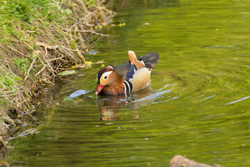 a colorful mandarin duck is swimming on the water