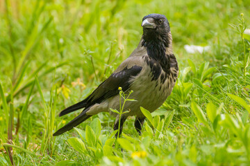 Fototapeta premium gray crow walks on green grass