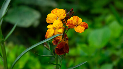 Three flowers blossomed on one stem, looking up beautifully.