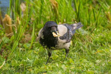 a voracious crow stands on the grass and eats a crumb of bread