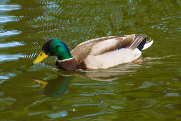 a colorful male duck swims on a pond