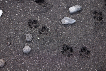 Paw prints of a dog on the sandy beach.