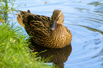 gray female duck swims on the pond