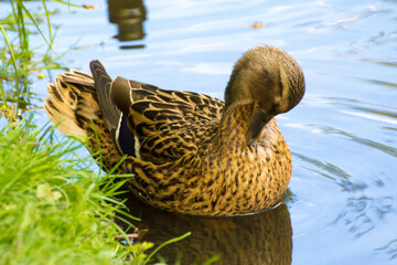 gray female duck swims on the pond