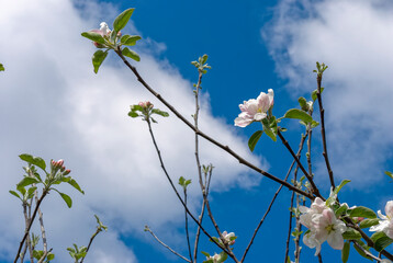 Apple blossoms in the sun.  Apple tree twigs against the sky on a sunny spring day.