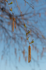 Birch twig close up, twig with new leaves and pendulous catkin