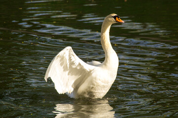 Obraz premium the white swan takes flight