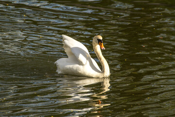 the white swan is swimming on the water