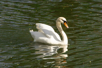 Obraz premium the white swan is swimming on the water