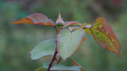 A rosebud that will soon bloom and shine with colors.
