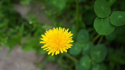 Dandelion in yellow color, beautiful, yellow petals, green leaves.