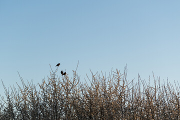 Fototapeta premium Three birds resting on twigs, wild sparrows are sitting on canopy of fruit tree in bloom in spring