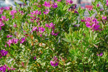 purple flowers in the garden, macro floral bright wallpaper