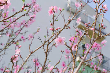 soft pink flowers blossom in spring, beautiful floral natural background