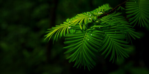 leaf texture natural tropical green leaf closeup water drops	

