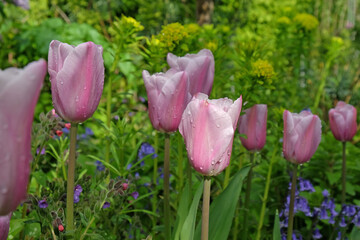 Tulip 'Mistress Mystic' in flower.