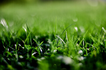 Green lawn grass close-up of the leaves of the grass. Nature conservation without environmental pollution, clean air