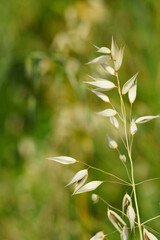 野原一面のカラスムギ