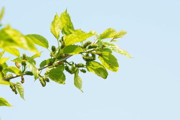 青空にはえる新芽と木ノ実