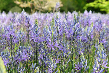 Sweeping displays of Camassias in flower.