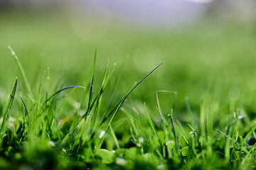 Spring nature with young green grass in close-up