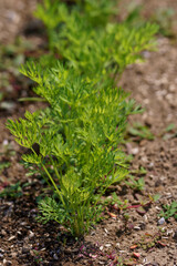 家庭菜園のにんじん畑