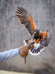 Harris's Hawk landing on falconer glove
