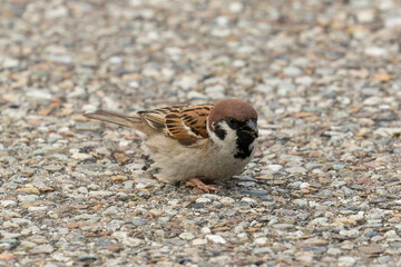 地面に紛れるスズメ