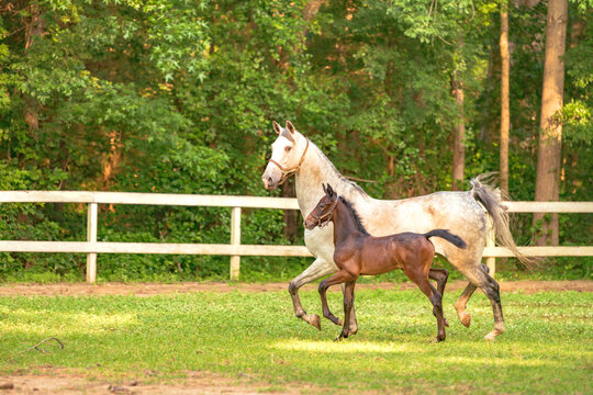 Trotting saddlebred horse mare and her foal