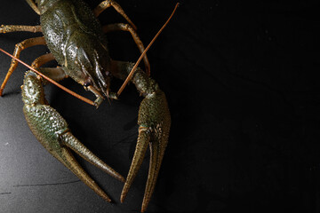 Common crayfish, live, crustaceans. Lobster. Black background. space for text, selective focus. The...