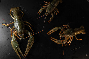 Common crayfish, live, crustaceans. Lobster. Black background, selective focus. The concept of gourmet food, delicacy, dietary meat. With large and small claws