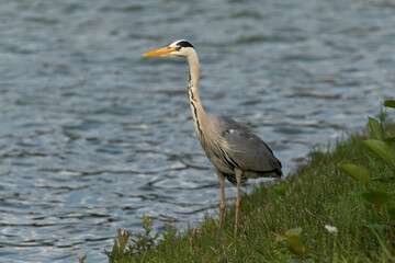 河川敷のアオサギ