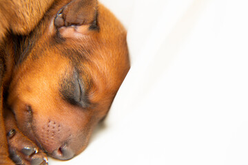 A small newborn puppy with eyes that have not yet seen through Close-up. 