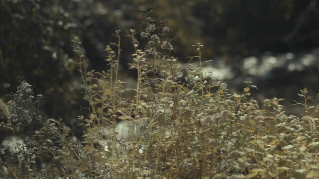 panning shot of wild plants with a blurred creek in the background