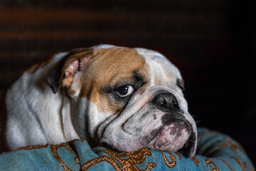 dog breed English bulldog on a dark background - a portrait, with an expressive reasonable look of...