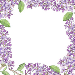 Square frame, background of blooming lilac clusters. Square sticker, postcard background, photos. Realistic hand drawing. - 502571601