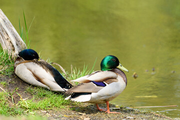 Ducks