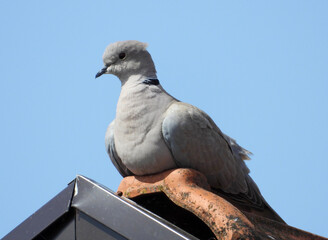 collared dove sitting on the roof