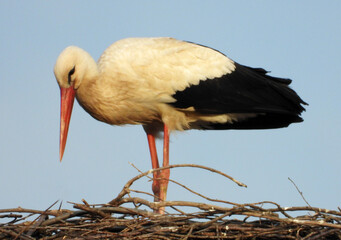 white stork bird standing in the nest