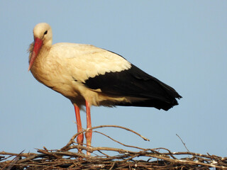 white stork bird standing in the nest