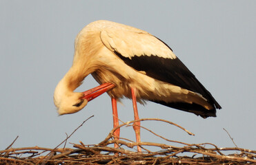 white stork bird standing in the nest