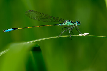 Mała ważka siedząca nad ptasią kupą, zielone tło.