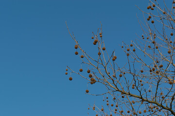 Platan (Platanus L.), owoce wyglądające jak świąteczna dekoracja.
