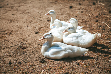 White Pekin ducks
